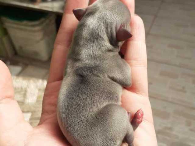 Cachorros mancinhos