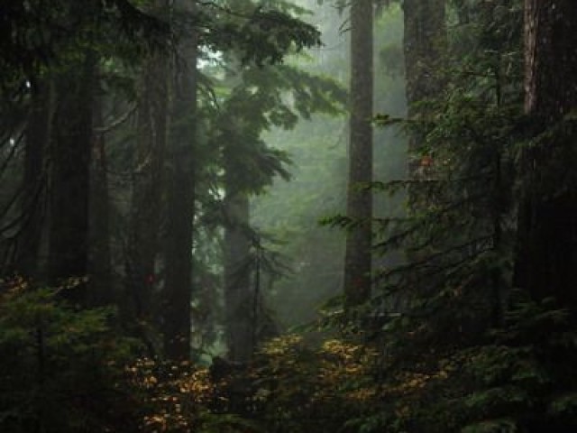 Sair para explorar a floresta da perdição