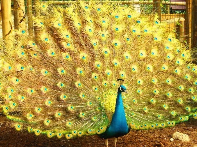 Pavão.