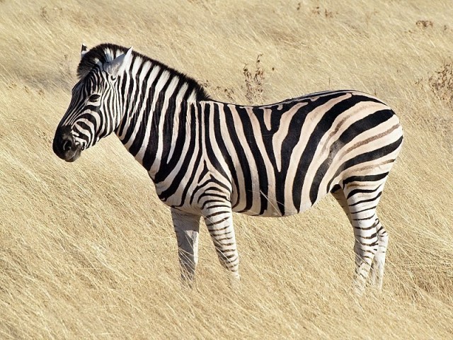 zebra