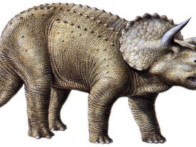 triceratops