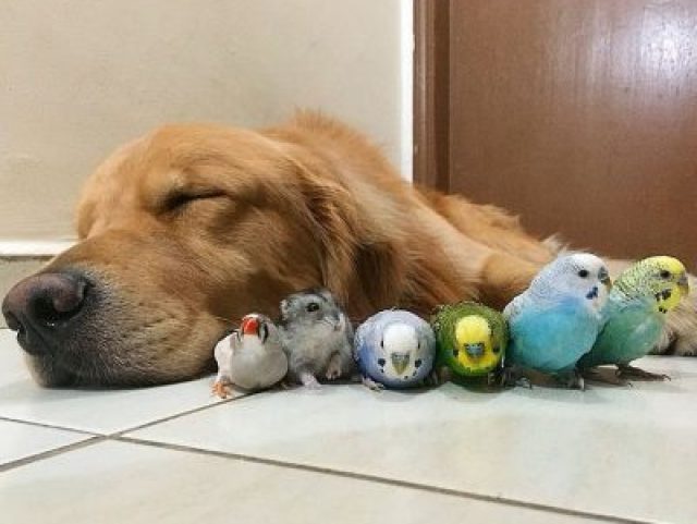Cachorro + pássaro