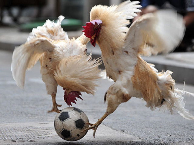 Frango assado no futebol