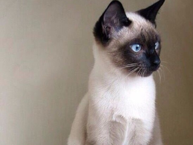 Gato