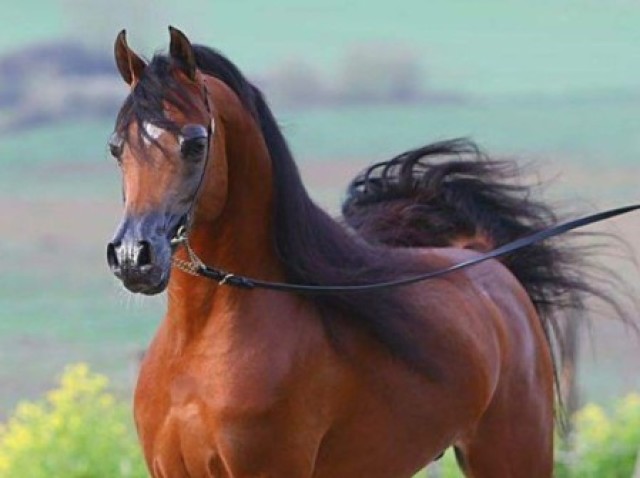 Cavalo