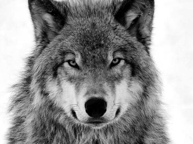 Lobo