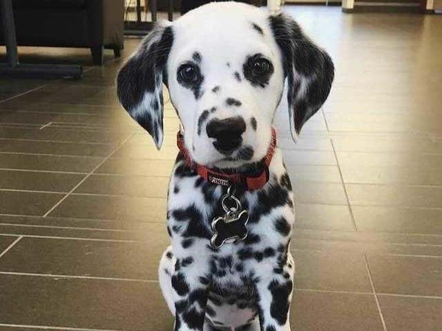 Dalmata