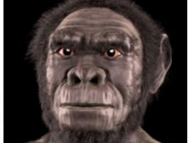 Homo habilis