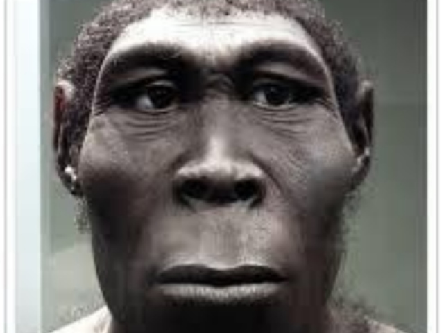 Homo erectus