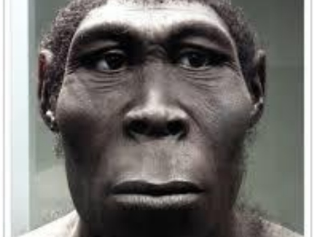 Homo erectus