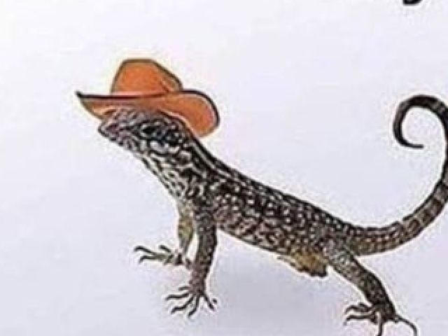 lagarta cowboy