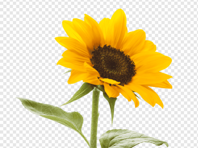 girasol