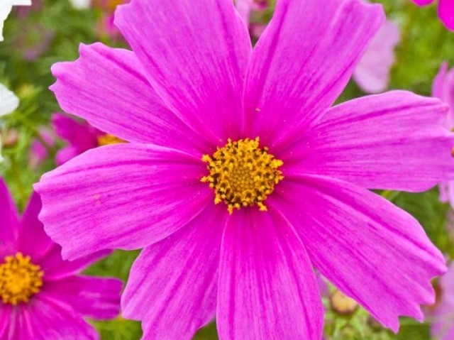 cosmos