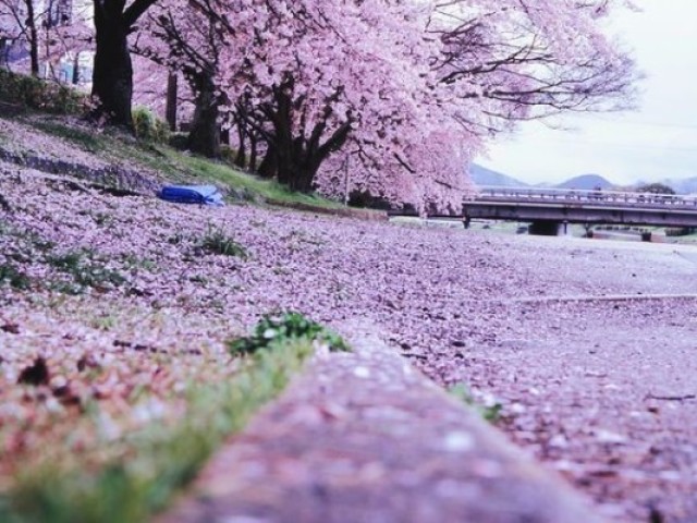 Primavera