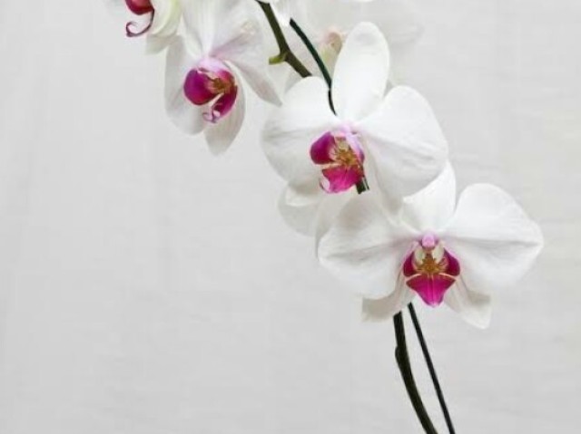 Orquídea