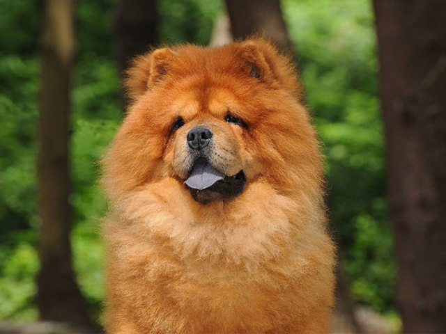 chow chow