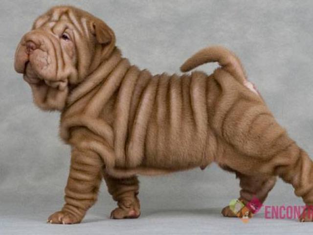 sharpei