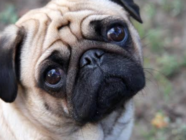 Pug