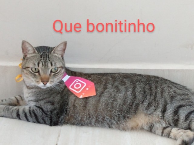 Eu prefiro gatos