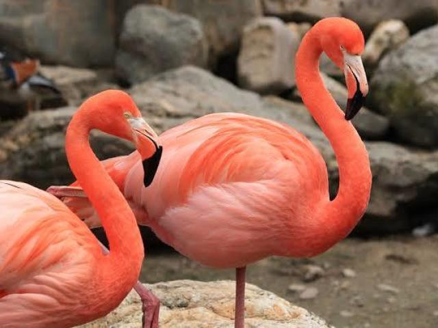 Flamingo