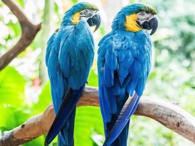 Arara