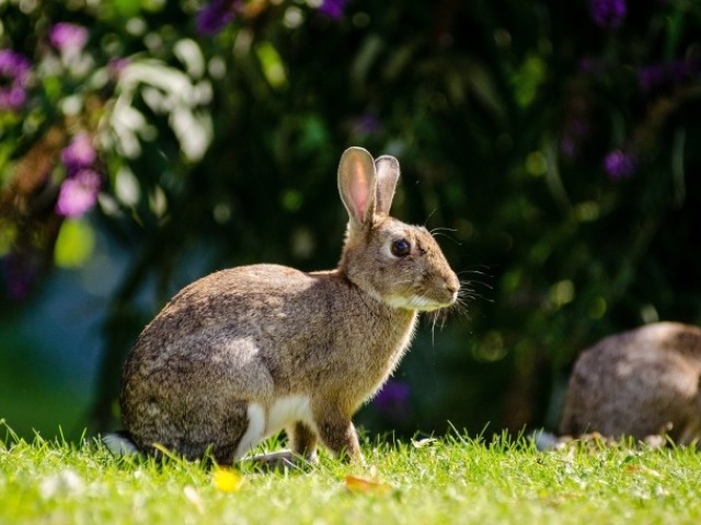 Oryctolagus cuniculus (coelho europeu)