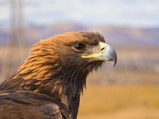 Aquila chrysaetos (águia-real)