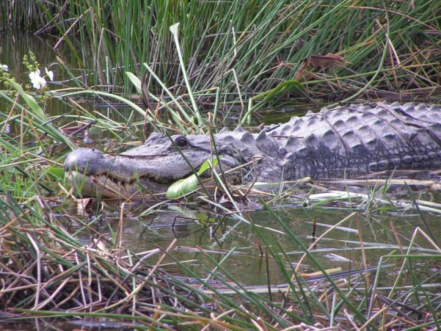 Alligator mississippiensis (jacaré norte americano)