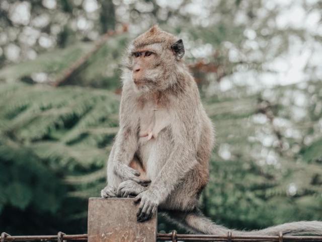 Macaca fascicularis (macaco cinomologo)