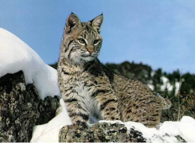 Lince