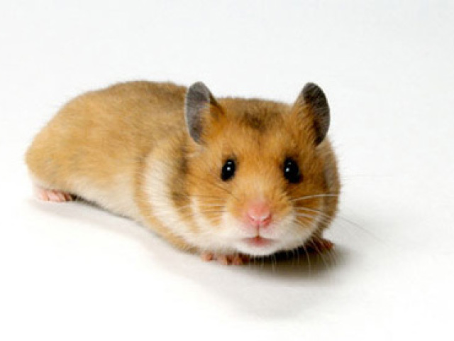 Hamster