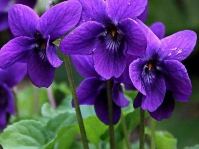 Violetas