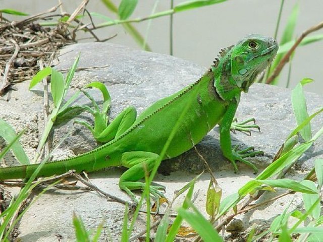 aaawwwwww uma iguana que coisa mais linda mano TwT