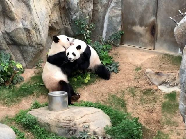 Ver os pandas