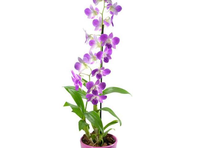 orquídea