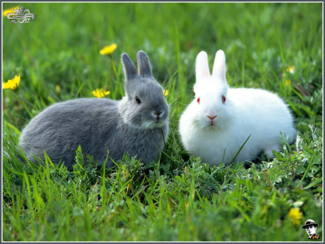 COELHOS!