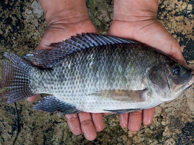 tilapia