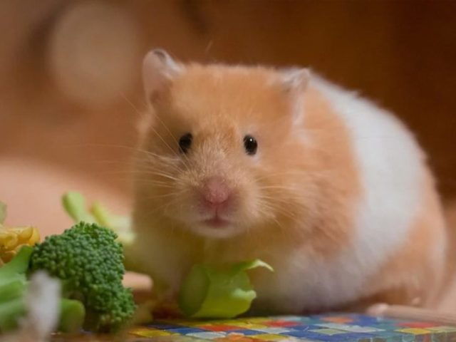 hamster