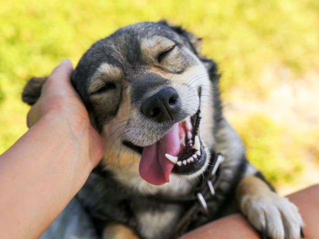 Cachorros, porque eles são leais.