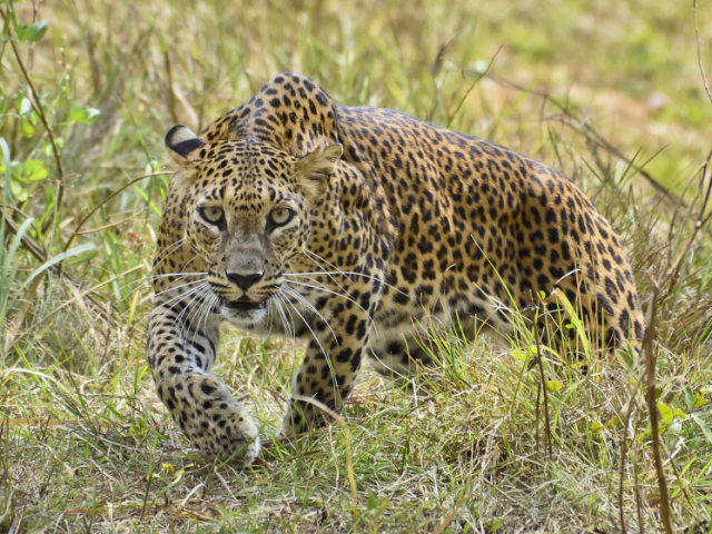 Leopardos, porque mesmo sendo lindos, são perigosos.