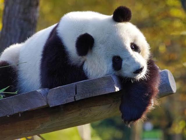 Panda!