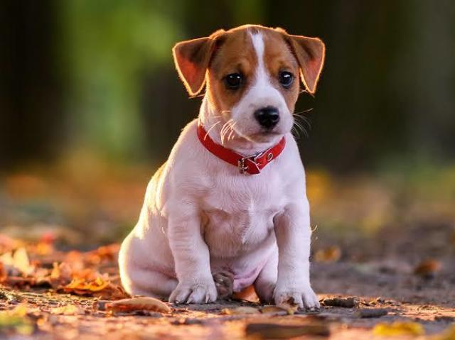 Cachorro!