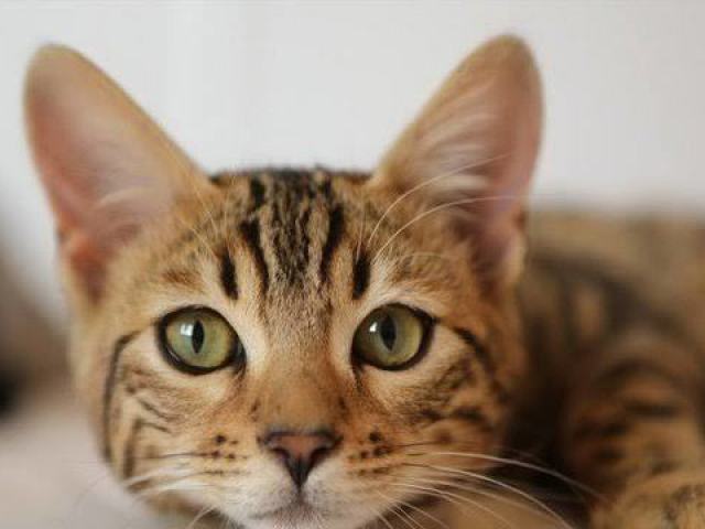 Gato!