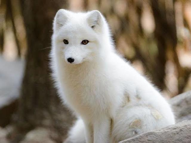 đ»Que animal vocĂȘ seria? đ»