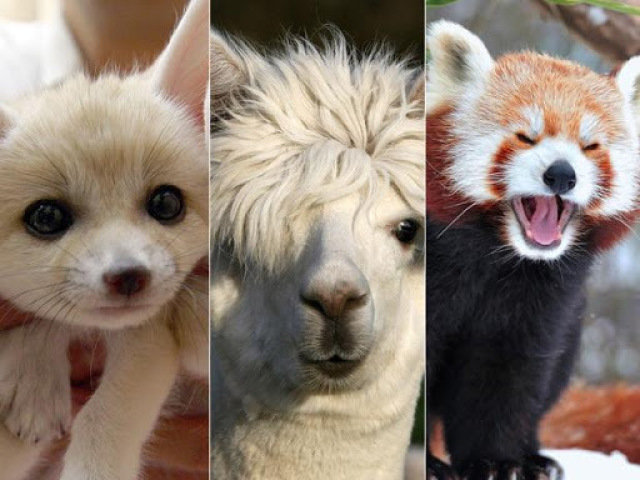 Que animal você é?