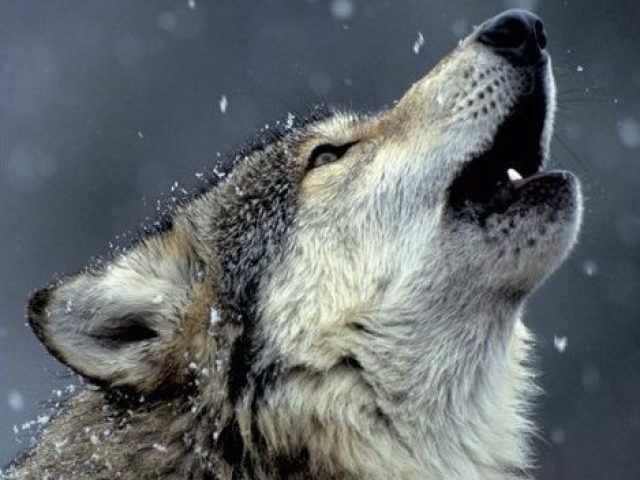 Você é um lobo