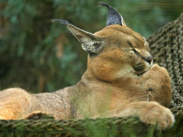 Você é um lince