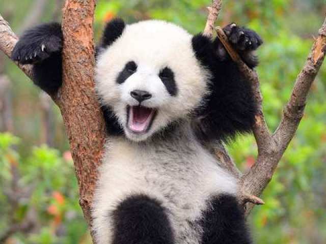 Você é um panda