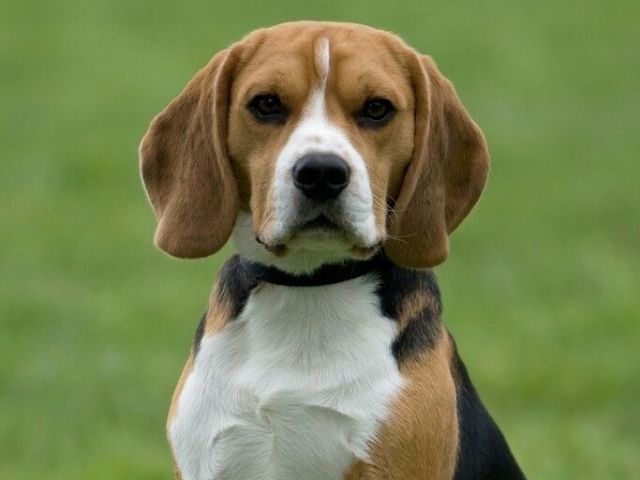 beagle