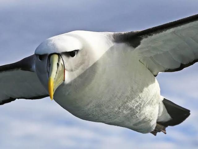 Albatroz